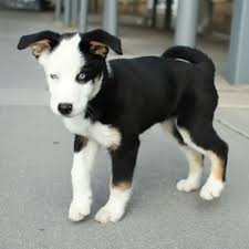 Husky Labrador Mix Size Weight Temperament And Training