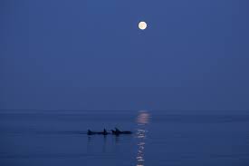 Image result for Moonlight Blue 2014 AQ