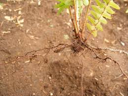 Image result for Lomariopsidaceae