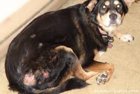 7 most common causes of food allergy in dogs Dogs Allergic To Wheat Www Macj Com Br