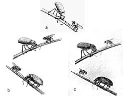You should share texas state coloring pages printable with facebook or other social media, if you curiosity with this wallpapers. Diptera Info Articles Oviposition Into The Mouth Rondania Dimidiata