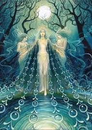 Image result for Salacia orientalis