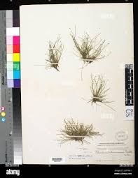 Image result for Eleocharis nigrescens