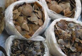The meat from pangolin fetuses is considered a delicacy. Quality Pangolin Scales And Dried Turle For Sale By Chems Bureau Made In Cameroon