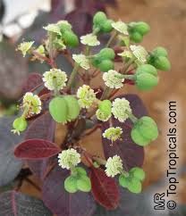 Image result for Euphorbia cotinifolia
