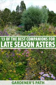 Popular companion plants for vegetables. 13 Of The Best Companion Plants For Late Season Asters Gardener S Path