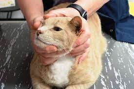 In cats with scc of the nose, however, the tumor may spread to the local lymph nodes under the cat's chin (the submandibular lymph nodes). Is Your Pet At Risk Of Developing Skin Cancer Arh Vets