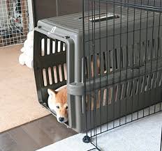 犬 離れ た ところで 寝る