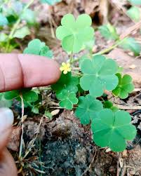 Image result for Oxalis corniculata