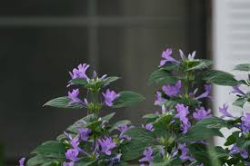 Image result for Barleria capitata