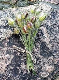 Dried Nigella Seed Pods Dried Love In A Mist Seed Pods Dried Etsy Seed Pods Nigella Seeds Dried Flowers