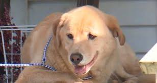 How Much A Labrador Puppy Costs In India Dogexpress Your dog stock images are ready. a labrador puppy costs in india