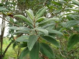 Image result for Vernonanthura