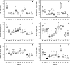 Image result for Cyrtorchis glaucifolia