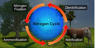 what is nitrogen cycle explain with a diagram