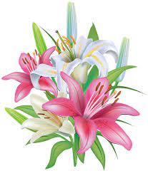 Lilies Flowers Decoration Png Clipart Image Flower Clipart Flower Art Lily Flower