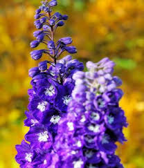 Check spelling or type a new query. Purple Flower Names Enlisted With A Beautiful Photo Gallery Gardenerdy