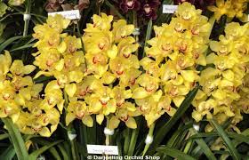 We did not find results for: Darjeeling Orchid Shop Home Facebook