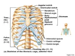 An exception to this rule is that the first rib articulates with the first thoracic vertebra only. Skull Thoracic Cage Ribs And Sternum Vertebral Column