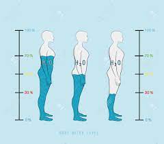 Albeit fluid water is the most plentiful atom in the body, extra water is found in hydrated mixes. Woman Silhouette Infographic Showing Water Percentage Level In Royalty Free Cliparts Vectors And Stock Illustration Image 98902824