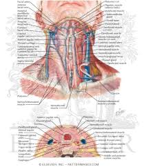 Head neck shoulder amp back muscles ppt download. Anatomy Of The Thyroid And Parathyroid Glands Superficial Veins And Cutaneous Nerves Of Neck