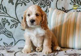 We researched it for you: Hershey Cocker Spaniel Puppy For Sale In Mifflinburg Pa Lancaster Puppies Spaniel Puppies For Sale Cocker Spaniel Cocker Spaniel Puppies
