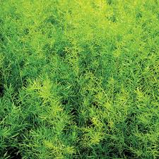 I am really looking forward to adding these plants to my garden. Proven Accents Asparagus Fern Asparagus Densiflorous Sprengeri Proven Winners