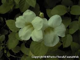 Image result for Asystasia sp. (Biegel 5184)