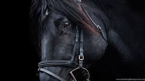 Download wallpaper 4k in high quality, with a resolution of 3820x2160. Black Horse Uhd Wallpapers Ultra High Definition Wallpapers 4k Desktop Background