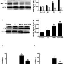 Image result for Eremospatha cuspidata