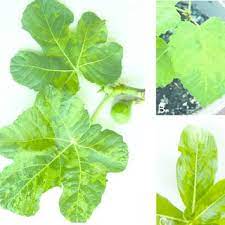 I did remove the dahlia, roots and all. Pdf Detection Of Fig Mosaic Virus In Virulifereous Eriophyide Mite Aceria Ficus