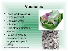 We did not find results for: Cell Structure Function 2 2 K