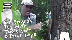 Maybe you would like to learn more about one of these? How To Kill English Ivy Vines With Salt Duct Tape Diy Youtube