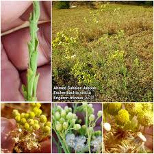 Image result for Eschenbachia stricta