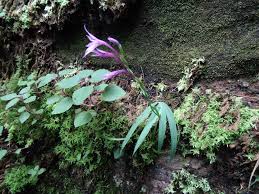 Image result for Streptocarpus myoporoides