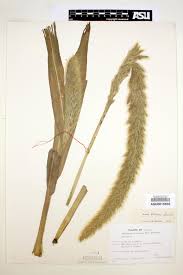 Image result for Setaria lindenbergiana