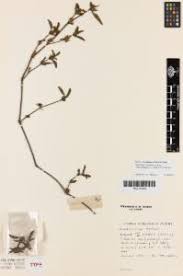 Image result for Dyschoriste nagchana