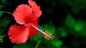 Hibiscus flowers are always refreshing and fills your heart with joy. Gorgeous Hibiscus Flower Photo Hd Wallpaper Preview 10wallpaper Com