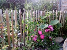 Barriere De Chataigner Pois De Senteur Rosiers Pois De Senteur Jardin Anglais Rosier