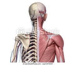 It is made up of 24 bones known as vertebrae, according to spine universe. Human Torso Skeleton With Muscles Veins And Arteries Back View Human Anatomy Torso Skeleton With Muscles Veins And Canstock
