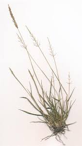 Image result for Sporobolus coromandelianus