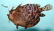 Anglerfish Wikipedia