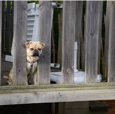 Training dogs on electric fences will only take a short while. Is Your Dog Traumatized By The Electric Fence Dog Discoveries