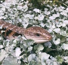 Blue Tongued Skink Lizard Inspo Cute Reptiles Creepy Animals Blue Tongue Skink