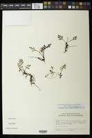 Image result for Asplenium theciferum