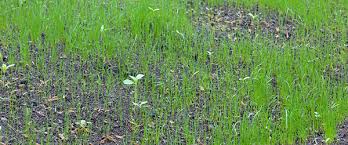 Semer pelouse sans retourner terre. Semer Du Gazon En 5 Etapes Faciles Allojardin Com