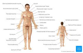 Practice on body regions (medical/anatomical region) (reference area) 1. Basic Anatomy Terminology Organ Systems Major Vessels Kenhub