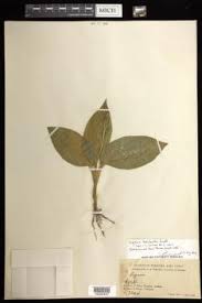 Image result for Liparis deistelii