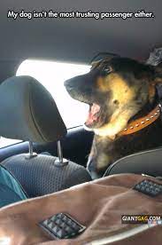 My Dog Isn T The Most Trusting Passenger Either Funny Dog Pictures Funny Animals Funny Animal Pictures