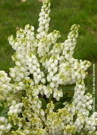 Image result for Pieris japonský debutante obrázek